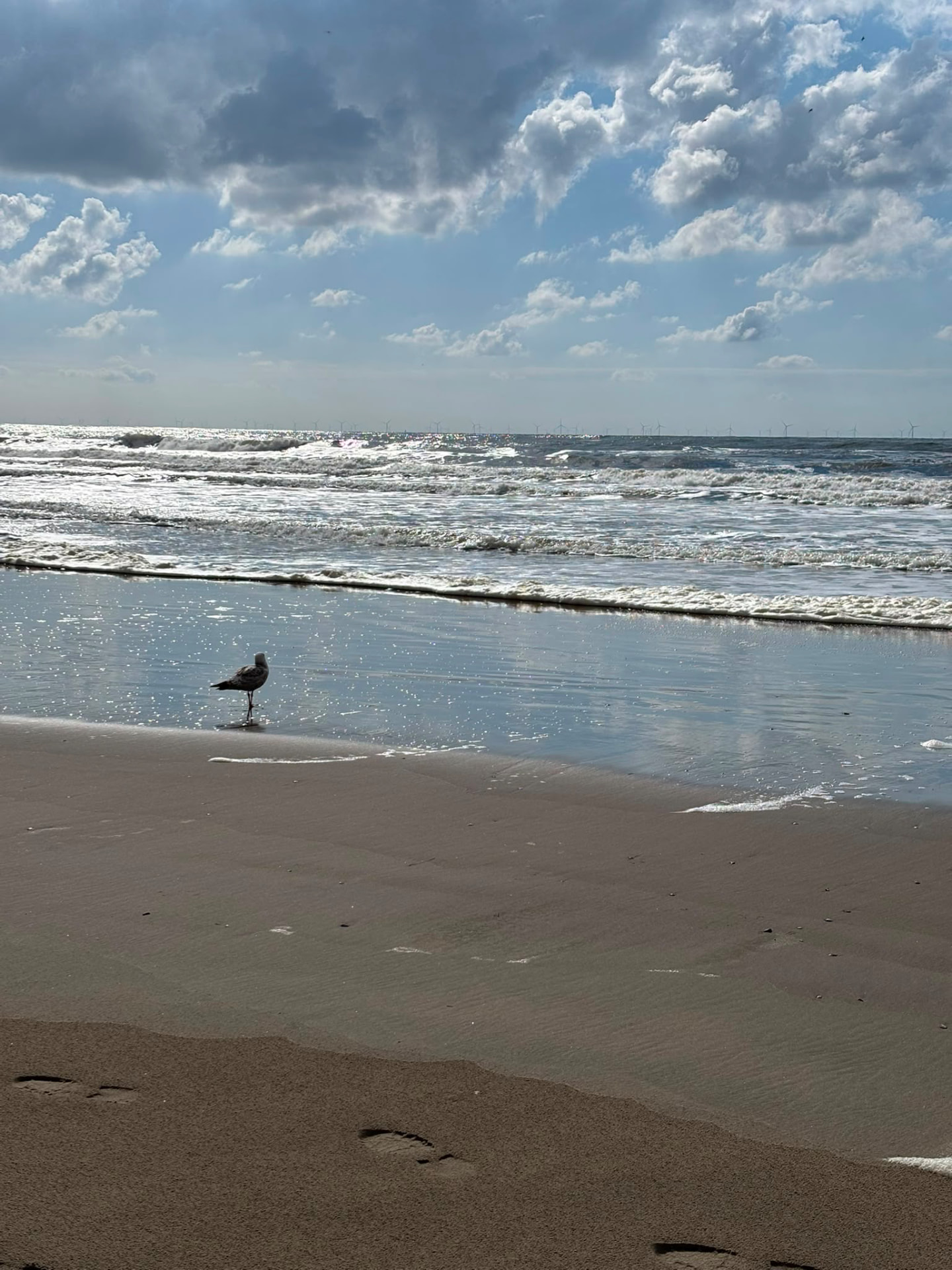 Meeuw aan de vloedlijn op het strand
